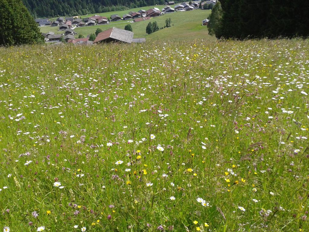 Apartamento Studio Schwarzenauer Alpbach Exterior foto